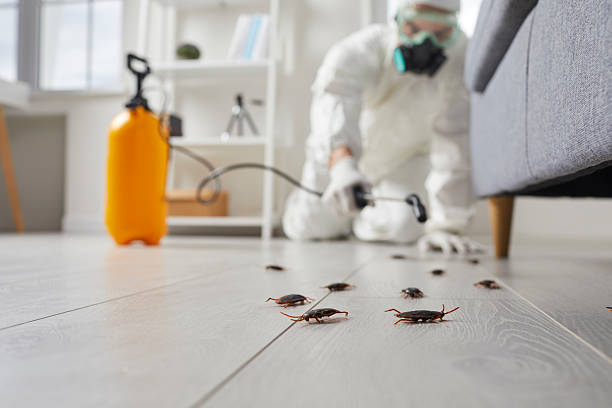 Commercial Kitchen Cockroach Control in Zebulon